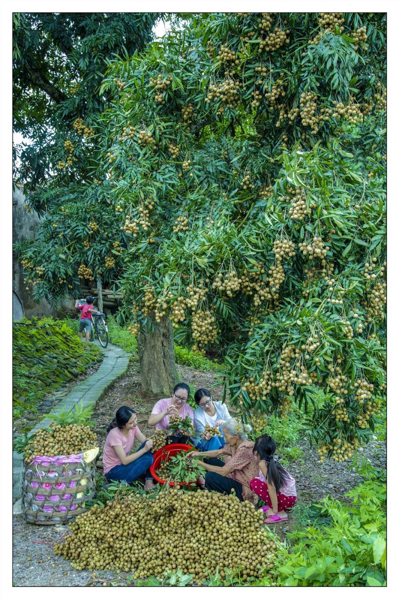 Mùa nhãn về!