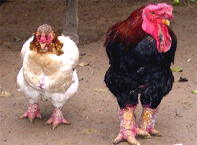 1387038059_gadongtao-2