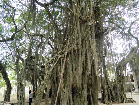 images1261392_dscn1747